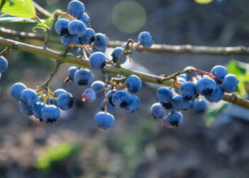 ¿Por qué los arándanos son azules?