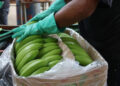 Las exportaciones de banano ecuatoriano descendieron en el primer semestre de 2024