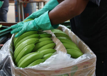 Las exportaciones de banano ecuatoriano descendieron en el primer semestre de 2024