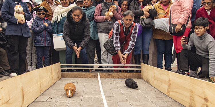 Carrera de cuyes se desarrolló en Totoras, provincia de Tungurahua