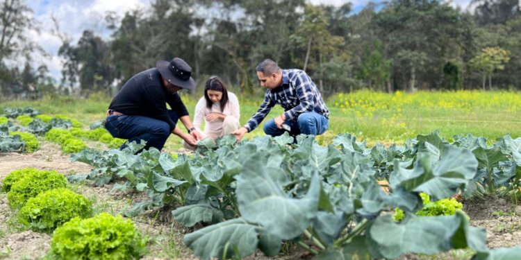 Universidad lojana desarrolla nuevo biofertilizante para potenciar la producción agrí­cola