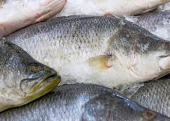 En El Oro: Contaminación con microplásticos en la pesca artesanal y manglares