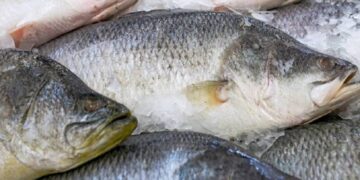 En El Oro: Contaminación con microplásticos en la pesca artesanal y manglares