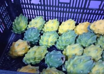 Proyecto que fomenta la producción de la pitahaya pasó el primer debate en la Asamblea Nacional