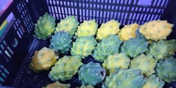 Proyecto que fomenta la producción de la pitahaya pasó el primer debate en la Asamblea Nacional