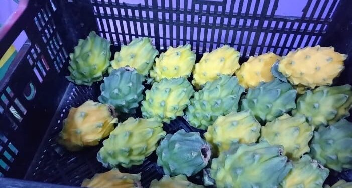 Proyecto que fomenta la producción de la pitahaya pasó el primer debate en la Asamblea Nacional