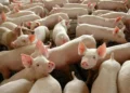 Unión Europea intensifica regulaciones ambientales para la porcicultura y la avicultura