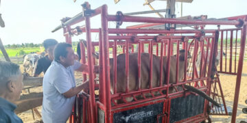 Asistencia técnica e inseminación artificial para 670 bovinos de Manabí