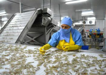 5 millones de dólares diarios pierden los camaroneros por falta de energía eléctrica 