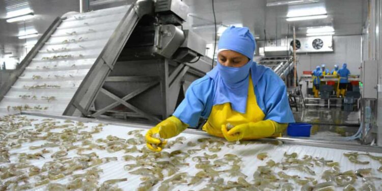 5 millones de dólares diarios pierden los camaroneros por falta de energía eléctrica