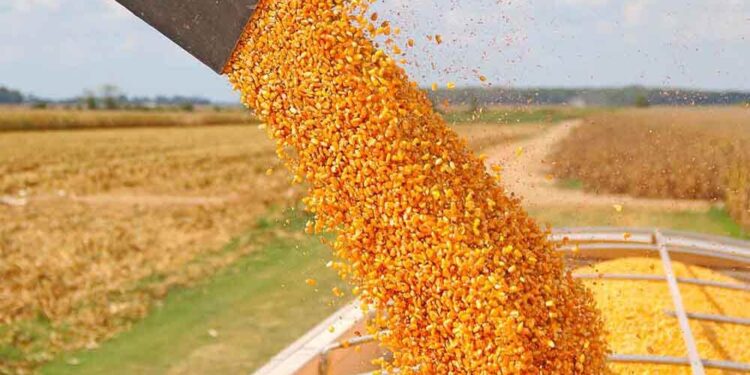 Productores maiceros exigen nueva conformación del Consejo Consultivo del Maíz