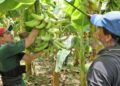 Llaman a conformar la Mesa de Negociación del plátano para establecer precios mínimos de sustentación
