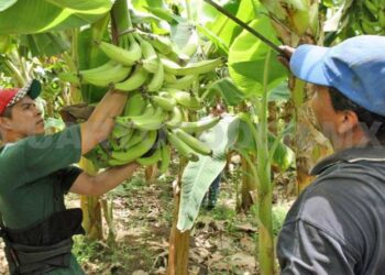 Llaman a conformar la Mesa de Negociación del plátano para establecer precios mínimos de sustentación