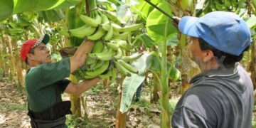 Llaman a conformar la Mesa de Negociación del plátano para establecer precios mínimos de sustentación