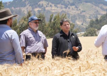 Soberanía alimentaria: 20 hectáreas de semilla de trigo certificada se cosechan en Cotopaxi