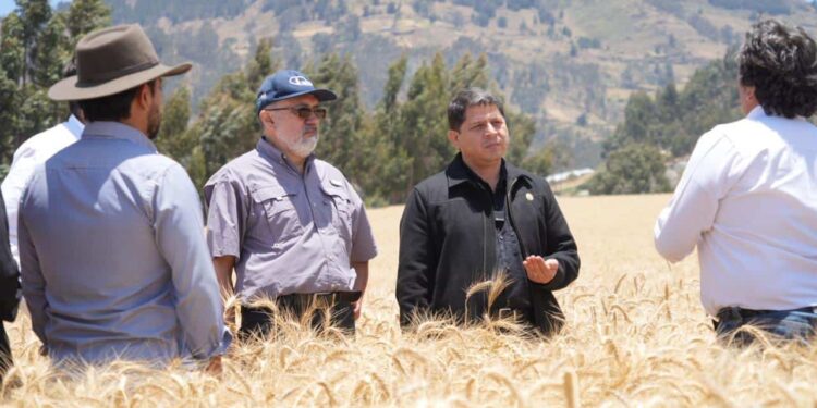 Soberanía alimentaria: 20 hectáreas de semilla de trigo certificada se cosechan en Cotopaxi