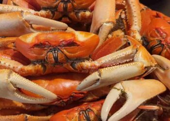 Veda del cangrejo entra en vigencia del 1 al30 de septiembre