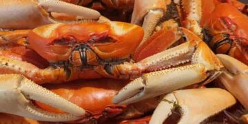 Veda del cangrejo entra en vigencia del 1 al30 de septiembre