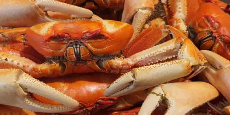 Veda del cangrejo entra en vigencia del 1 al30 de septiembre