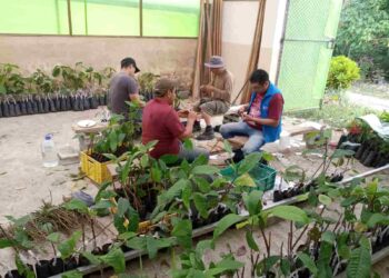 En Zamora Chinchipe buscan rescatar y conservar el cacao ancestral