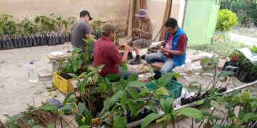 En Zamora Chinchipe buscan rescatar y conservar el cacao ancestral