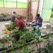 En Zamora Chinchipe buscan rescatar y conservar el cacao ancestral