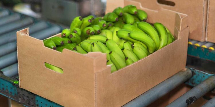 Precio de la caja de banano se fijó en 7,25 dólares para el 2025