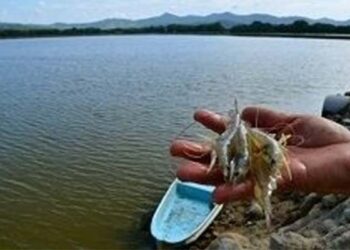 Estados Unidos no sancionará a Camarón ecuatoriano por dumping