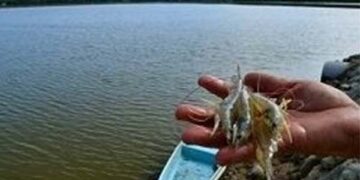 Estados Unidos no sancionará a Camarón ecuatoriano por dumping