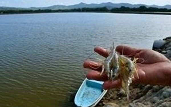 Estados Unidos no sancionará a Camarón ecuatoriano por dumping