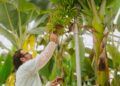 Presentan innovadora variedad de banano resistente al Fusarium R4T