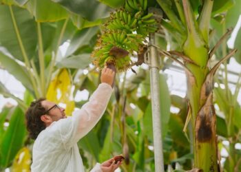 Presentan innovadora variedad de banano resistente al Fusarium R4T