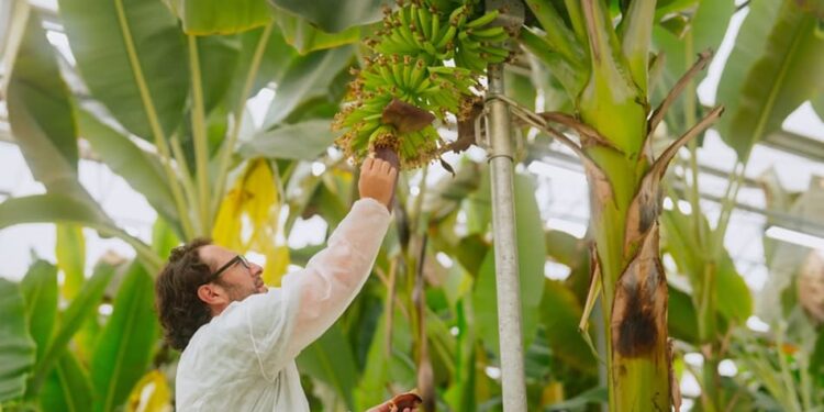 Presentan innovadora variedad de banano resistente al Fusarium R4T