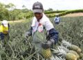 Perú se suma a los destinos de la piña ecuatoriana