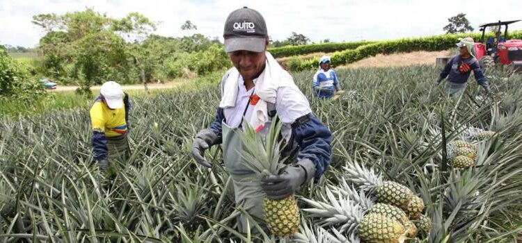 Perú se suma a los destinos de la piña ecuatoriana