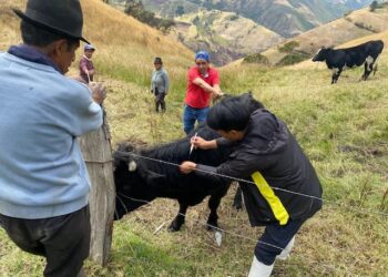 Más de 2.000 bovinos serán vacunados contra el carbunco sintomático, en Bolívar
