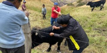 Más de 2.000 bovinos serán vacunados contra el carbunco sintomático, en Bolívar