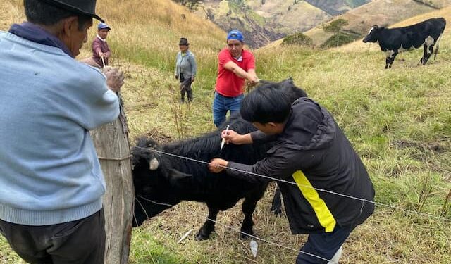 Más de 2.000 bovinos serán vacunados contra el carbunco sintomático, en Bolívar