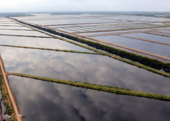Exportadores de camarón advierten graves riesgos por cortes de energía