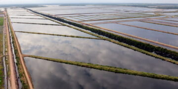 Exportadores de camarón advierten graves riesgos por cortes de energía