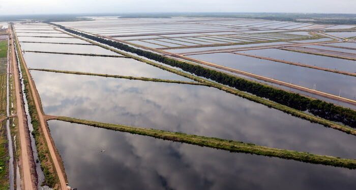 Exportadores de camarón advierten graves riesgos por cortes de energía