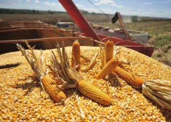 Productores de maíz de Los Ríos exigen compromiso ante importaciones