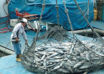 Ecuador espera recuperar sus exportaciones de productos pesqueros a España