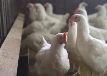 1.5 millones de aves se sacrificaron en California para contener la influencia aviar