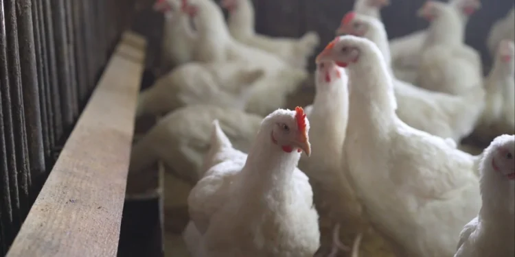 1.5 millones de aves se sacrificaron en California para contener la influencia aviar
