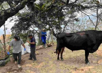 400 Bovinos y cultivos de ciclo corto,  afectados por el incendio en Vilcabamba, provincia de Loja