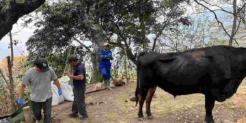 400 Bovinos y cultivos de ciclo corto,  afectados por el incendio en Vilcabamba, provincia de Loja
