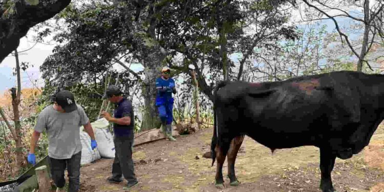 400 Bovinos y cultivos de ciclo corto,  afectados por el incendio en Vilcabamba, provincia de Loja