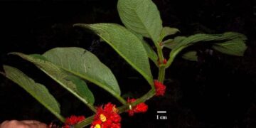 Una nueva especie de planta que atrae a colibríes es descubierta en  el Chocó Andino