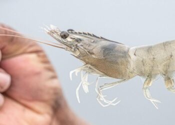 Empresas camaroneras ecuatorianas se suman a prácticas sostenibles a través de SSP